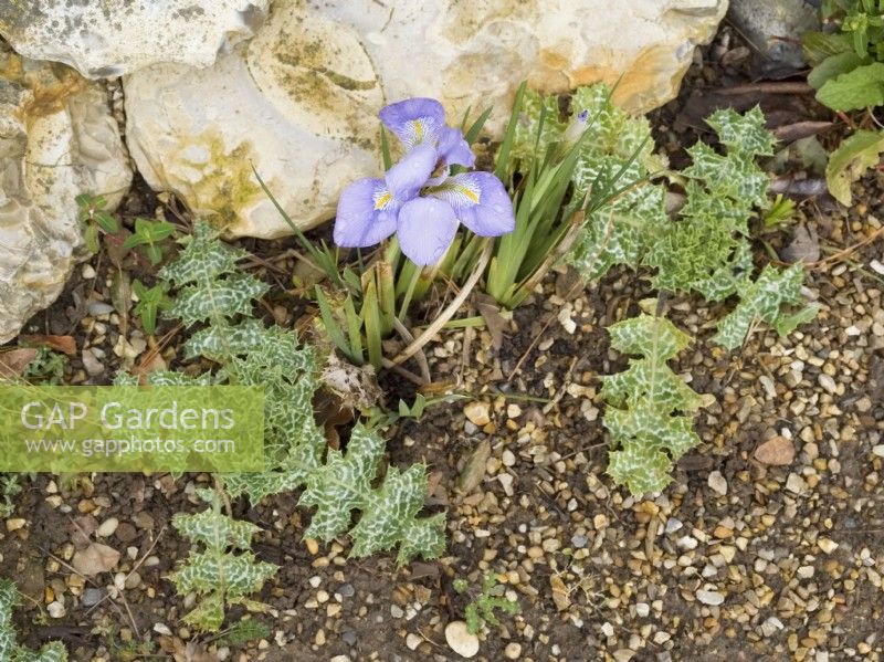 Iris unguicularis 'Algerian iris' and Silybum marianum