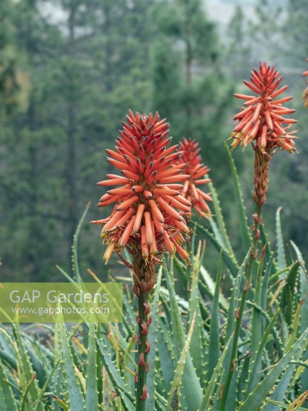 Aloe arborescens flowering mid February