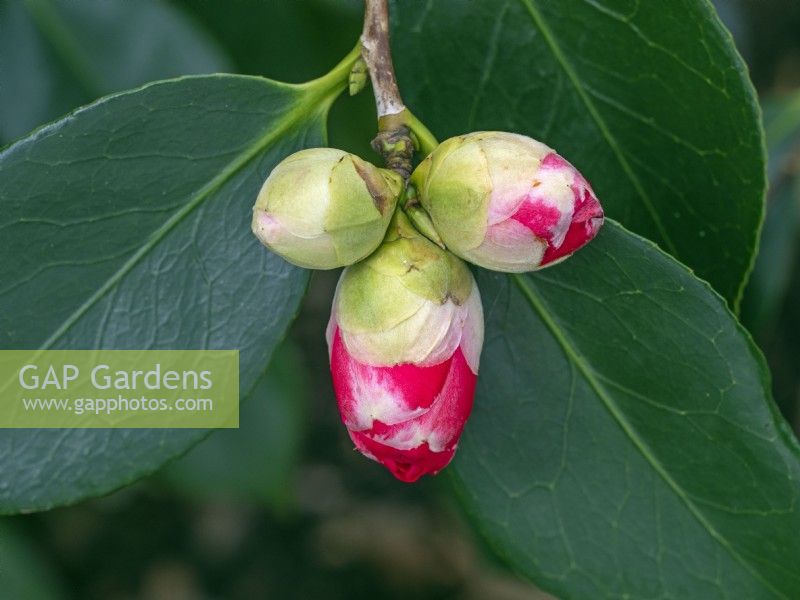 Camellia 'Flower Girl' buds March Norfolk