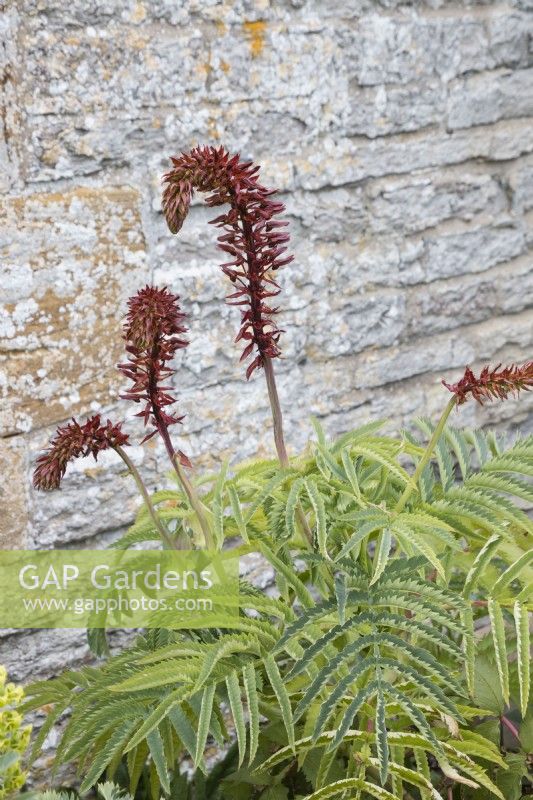 Melianthus major in border by house wall with emerging flower stem. April