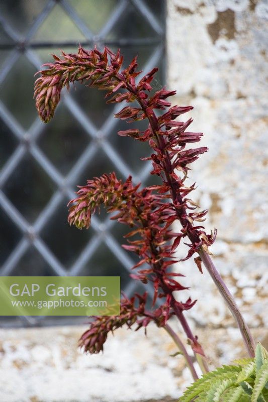 Melianthus major in border by house wall with emerging flower stem