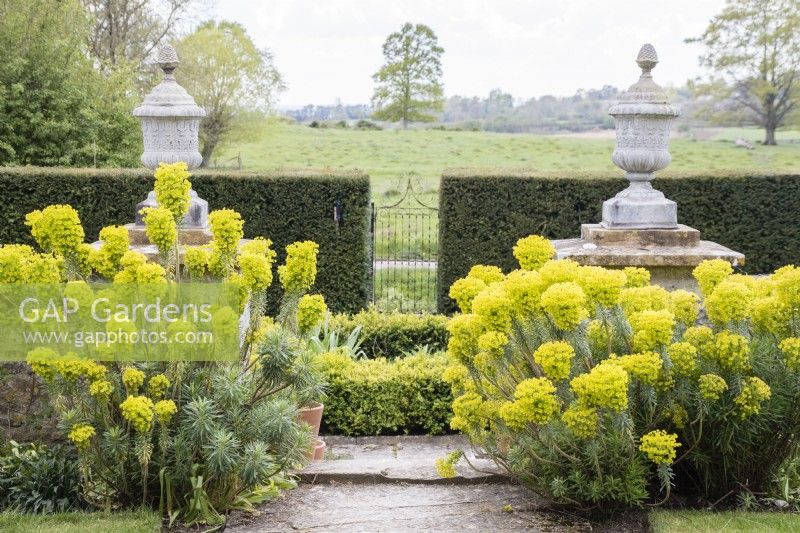 Euphorbia characias subsp. wulfenii either side of path with urns, hedge of Yew and view to countryside.