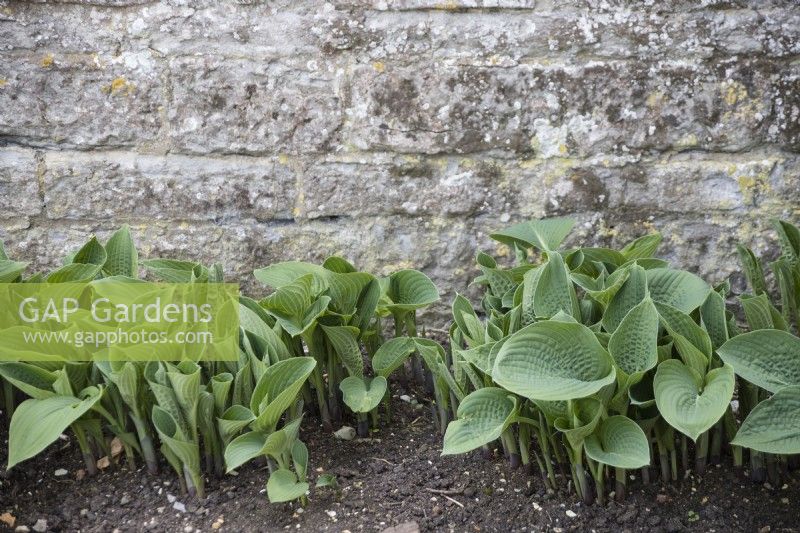 Young hostas in bed by house wall with no slug damage