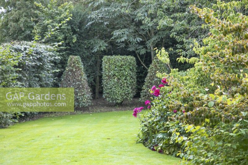 Camellias clipped as topiary at The Burrows Gardens, Derbyshire, in August