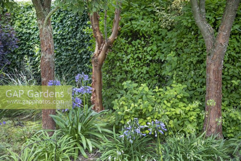 Three prunus serrula trees with underplanted agapanthus at The Burrows Gardens, Derbyshire, in August
