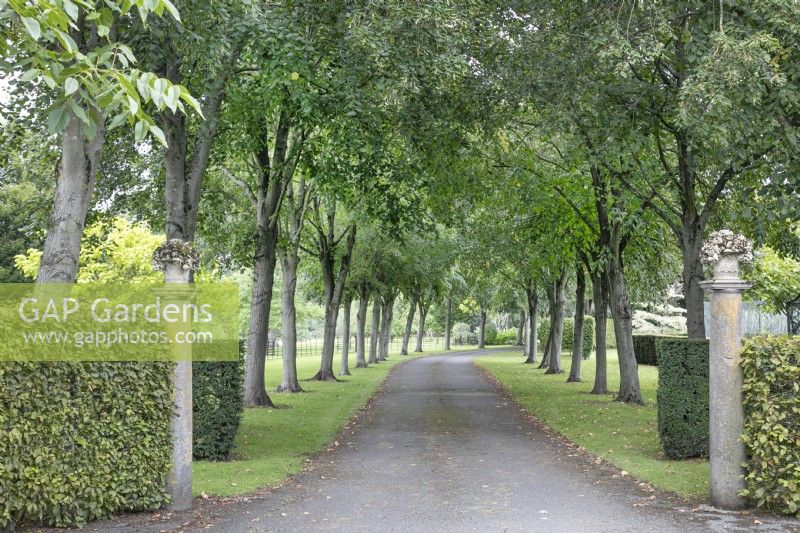The tree lined avenue to The Burrows Gardens, Derbyshire, in August
