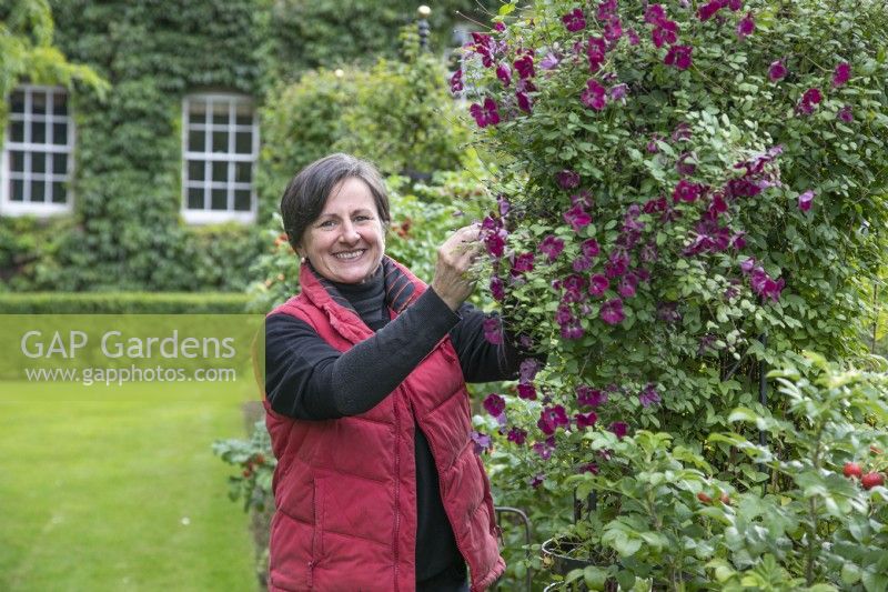 Nicky Dalton deadheading Clematis viticella 'Rubra' at The Burrows Gardens, Derbyshire, in August