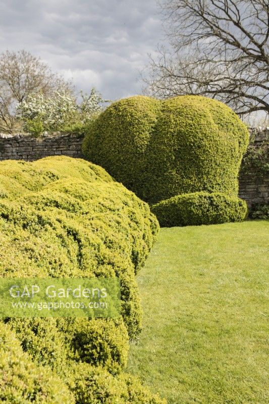 Large Buxus mound and hedge clipped to informal shape. April