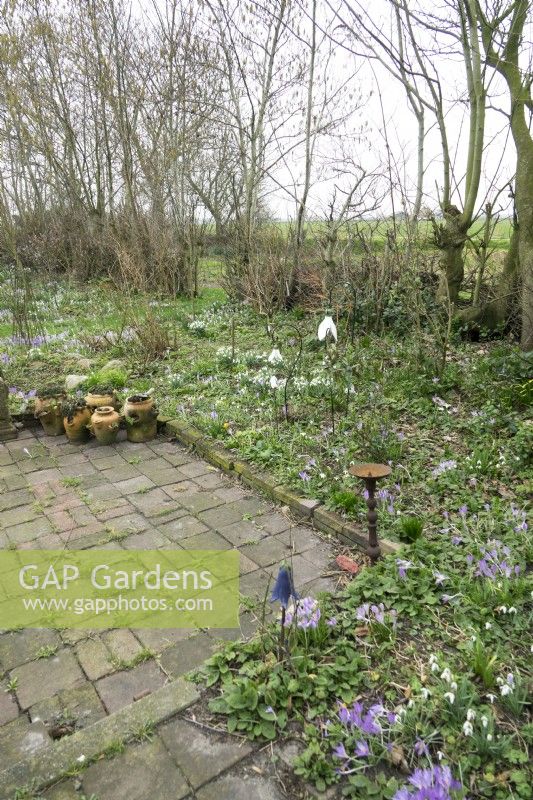 Spring garden with border filled with crocus and starring snowdrops.