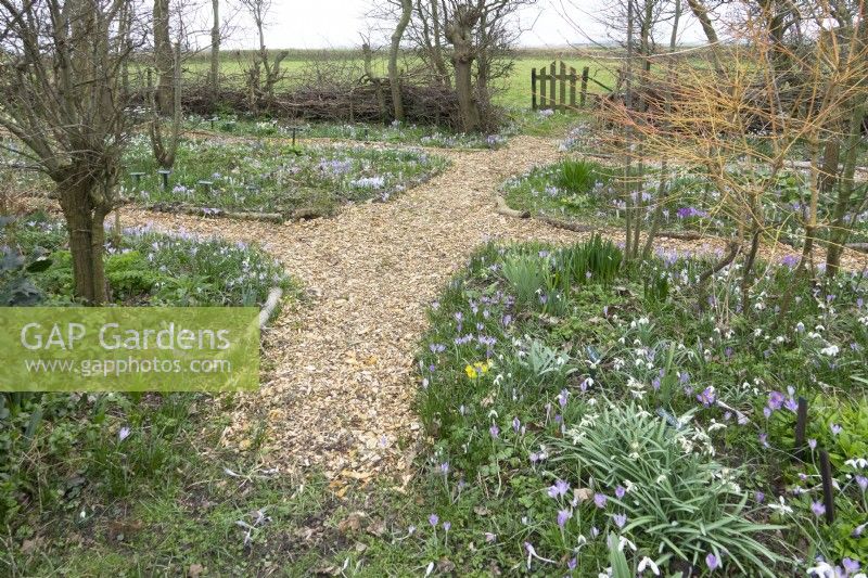 Paths between the borders filled with crocus and large variety of snowdrops.