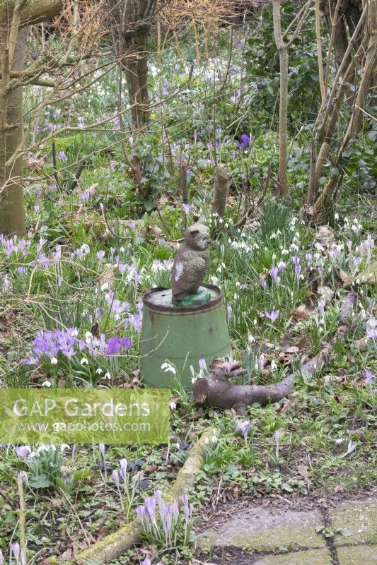 Figurine of owl on iron old green bucket between border with various Galanthus and crocus.