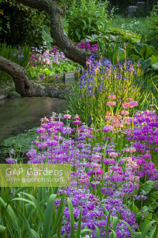 Candelabra primulas and irises planted along the banks of the river