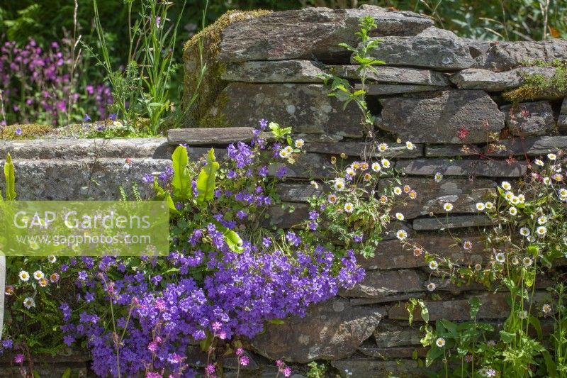 Campanula portenschlagiana - Wall bellflower - growing in a wall with Erigeron karvinskianus - Mexican fleabane - and Asplenium scolopendrium syn. Phyllitis scolopendrium - Hart's tongue fern