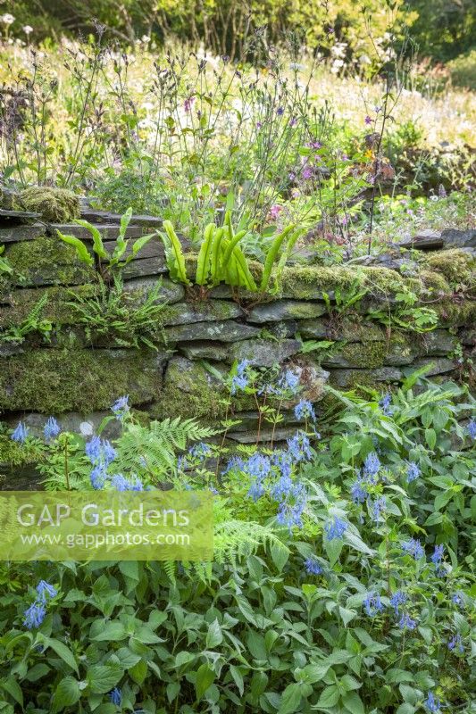 Corydalis flexuosa and ferns growing in a shady corner at the base of a dry stone wall