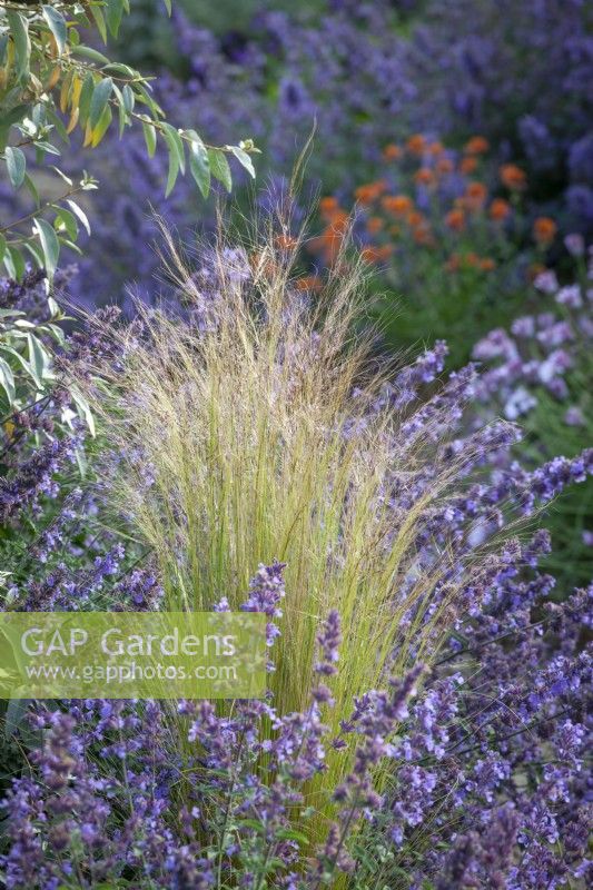 Stipa tenuissima syn. Nassella tenuissima - Mexican feather grass, amongst Nepeta racemosa 'Walker's Low'