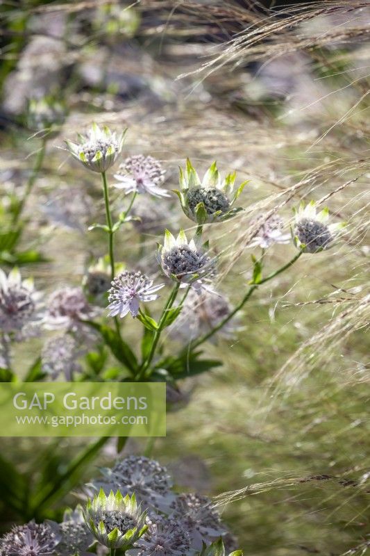 Astrantia growing through Stipa tenuissima syn. Nassella tenuissima - Mexican feather grass