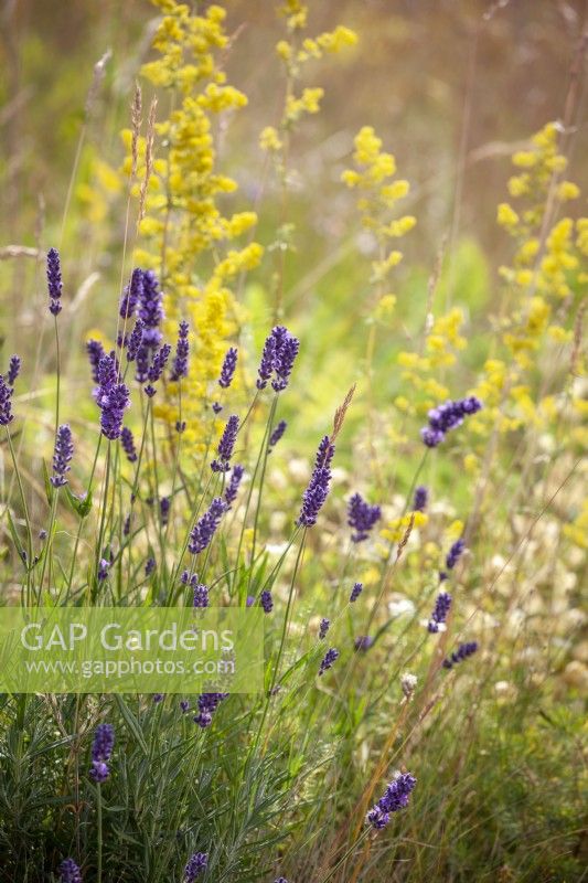 Lavandula latifolia syn. Lavandula spica - Spike lavender - amongst Galium verum - Lady's bedstraw