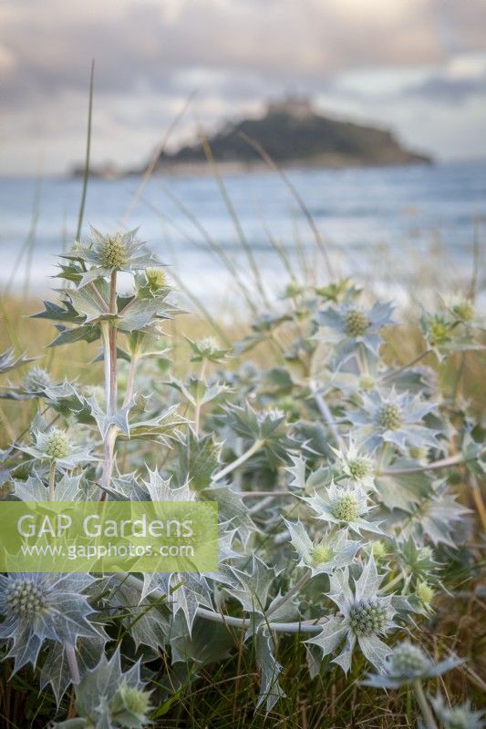Eryngium maritimum - Sea Holly - with St. Michael's Mount in the background