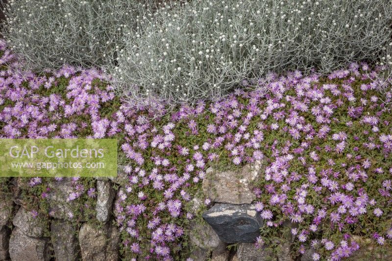 Mesembryanthemum syn Lampranthus with Leucophyta brownii on the top of a stone wall
