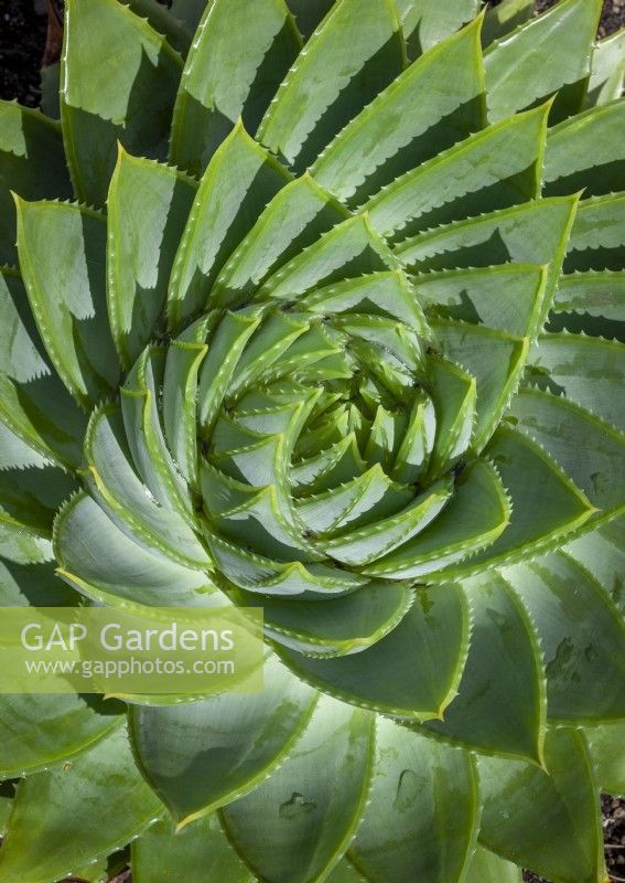 Aloe polyphylla AGM - Many-leaved aloe - forming a Fibonacci spiral