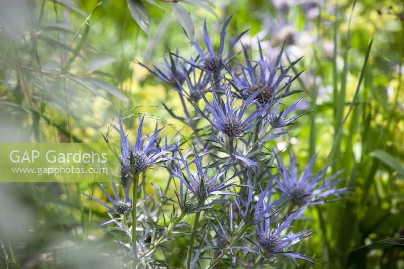 Eryngium bourgatii - Sea holly - in the seaside garden at Glebe Cottage