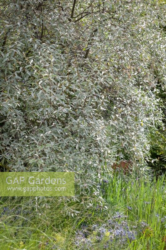 Elaeagnus 'Quicksilver' syn. Elaeagnus angustifolia Caspica Group - Oleaster