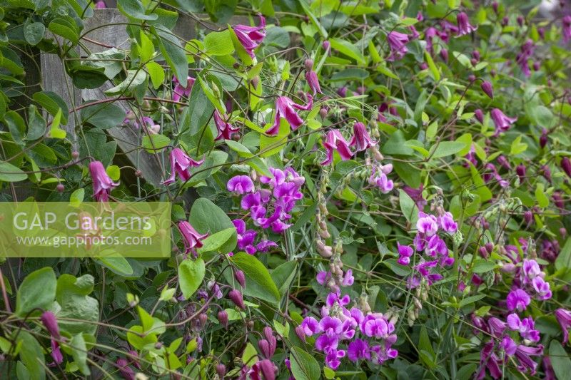 Clematis texensis syn. Clematis coccinea growing with Lathyrus latifolius - Broad-leaved everlasting pea