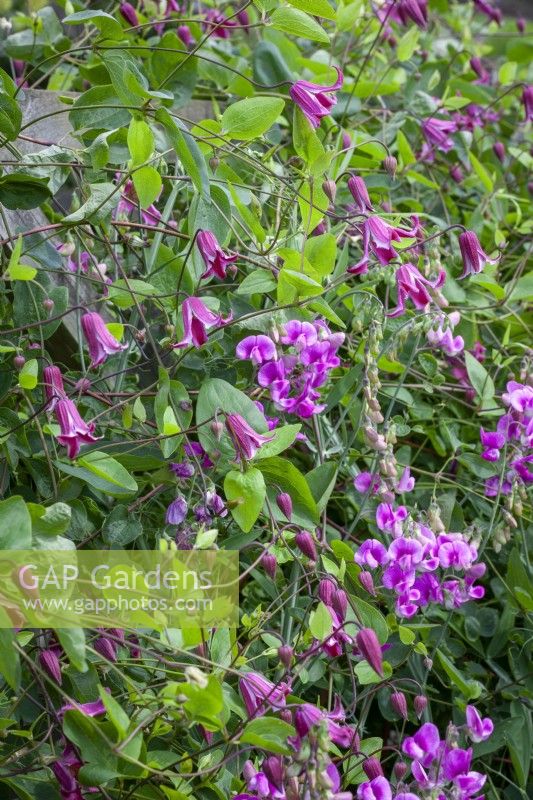 Clematis texensis syn. Clematis coccinea growing with Lathyrus latifolius - Broad-leaved everlasting pea
