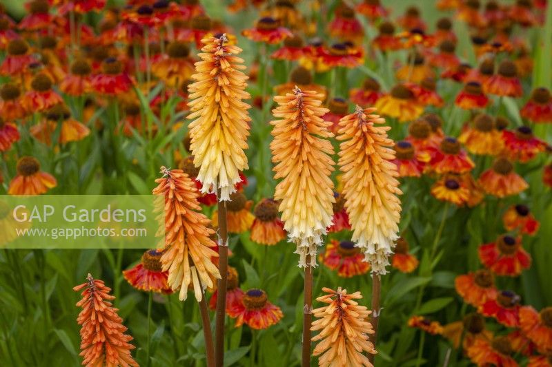 Kniphofia 'Tawny King' AGM - Red hot poker - with Helenium 'Sahin's Early Flowerer' AGM