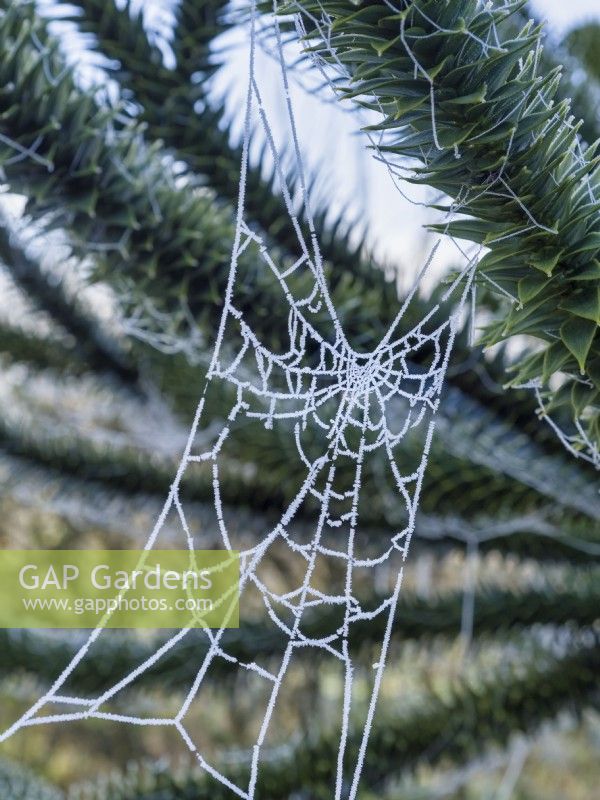Frosted spider web on Araucaria araucana - Monkey puzzle tree