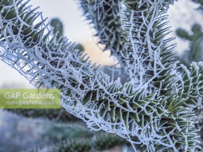 Frosted spider web on Araucaria araucana - Monkey puzzle tree 
