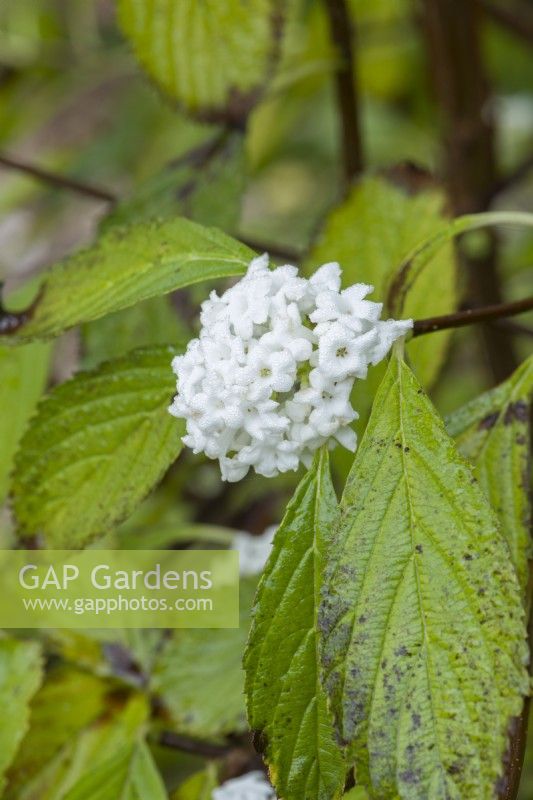 Viburnum farreri 'Candidissimum'. Closeup of first sweetly scented flowers before the leaves have fallen. November.