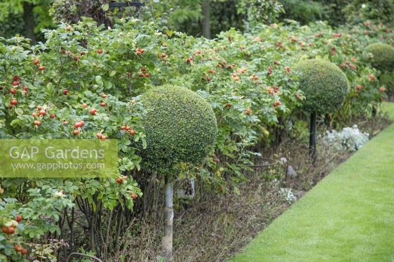 Rose hips and lollipop topiary at The Burrows Gardens, Derbyshire, in August