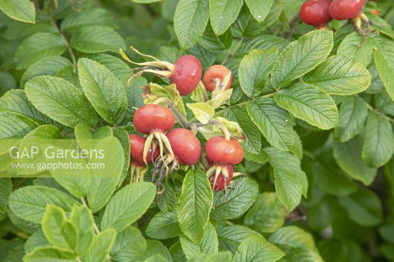 Rose hips at The Burrows Gardens, Derbyshire, in August