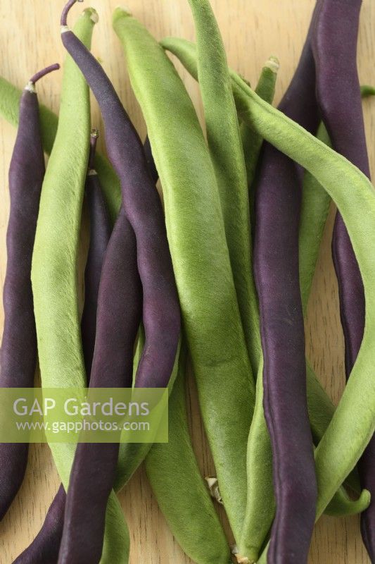 Phaseolus coccineus  Jackpot Mixed  and  Phaseolus vulgaris  'A Cosse Violette'  Picked runner and French beans  July
