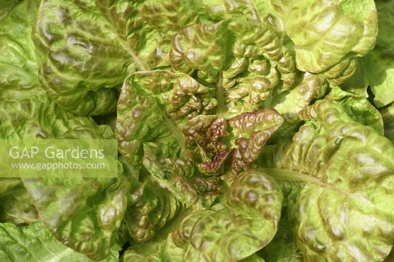 Lactuca sativa  'Merveille des Quatre Saisons'  Lettuce  Syn. Marvel of Four Seasons  July
