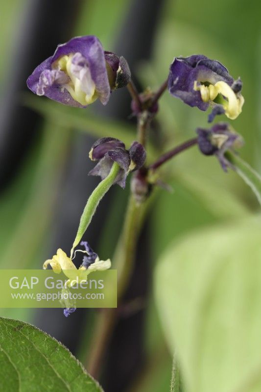 Phaseolus vulgaris  'Purple Queen'  Young dwarf French bean forms as flower dies  July
