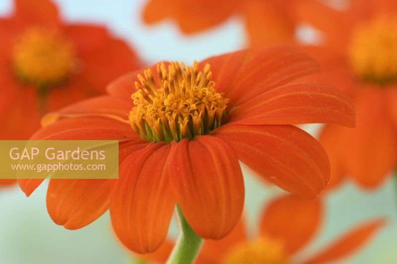 Tithonia rotundifolia  'Goldfinger'  Mexican sunflower  August