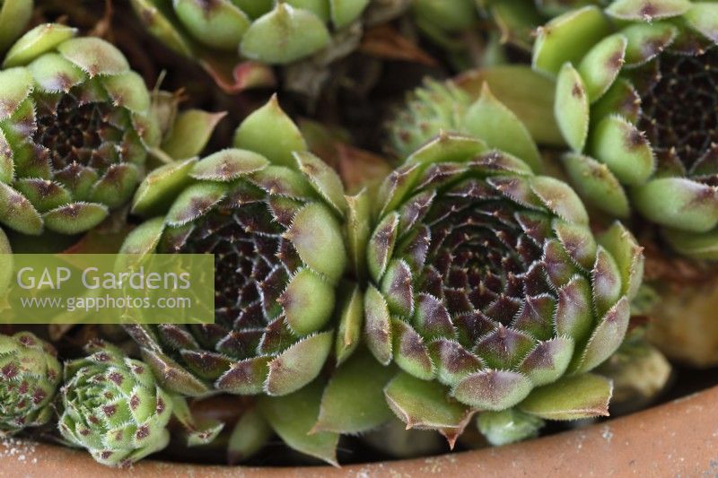 Sempervivum  'Star Sirius'  Houseleek growing in terracotta pot  July
