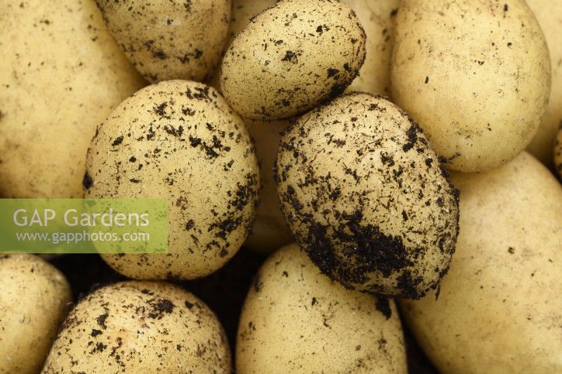 Solanum tuberosum  'Nicola'  Second early potatoes harvested from compost  July	


