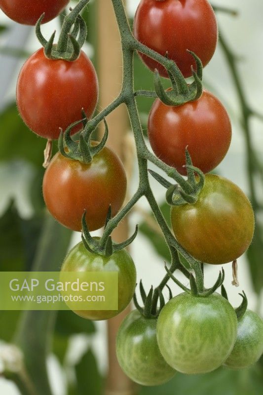 Solanum lycopersicum  'Tomtastic'  Cherry tomatoes  F1 Hybrid  Growing in greenhouse  Syn. Lycopersicon esculentum  August


