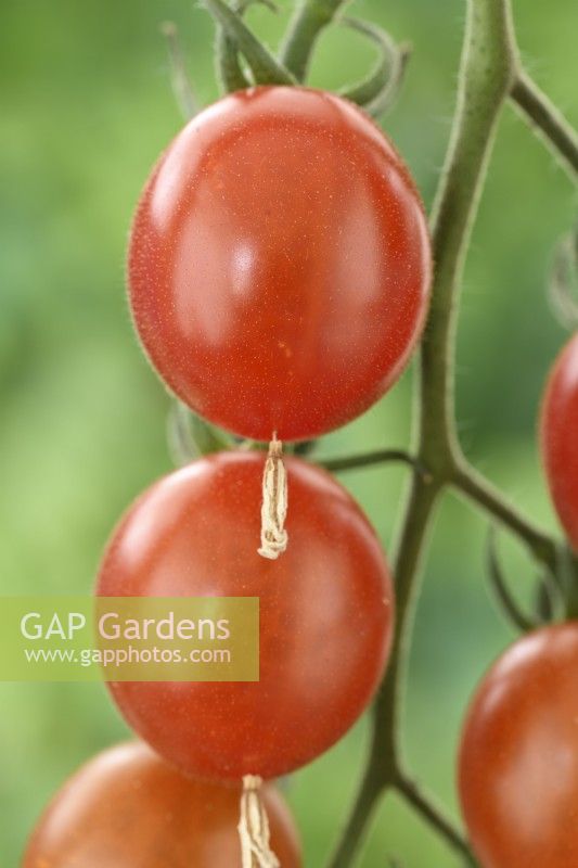 Solanum lycopersicum  'Tomtastic'  Cherry tomatoes  F1 Hybrid  Syn. Lycopersicon esculentum  August