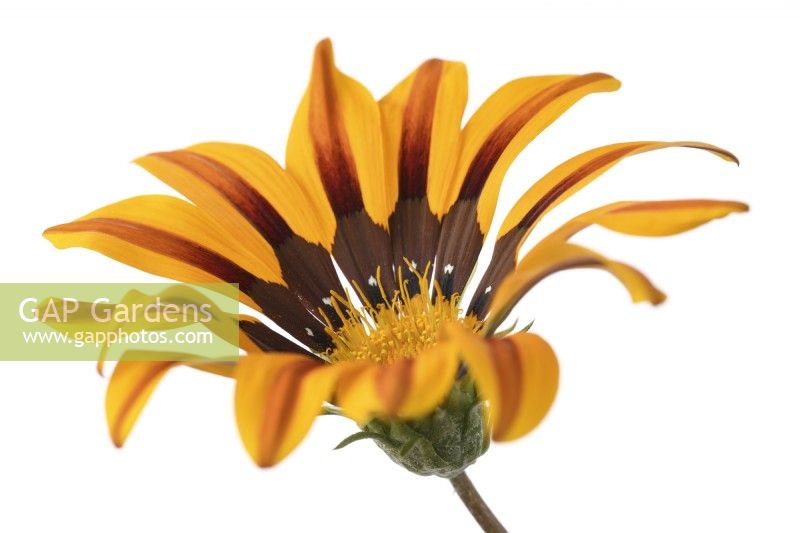 Gazania  Tiger Stripes Mixed  Treasure flower  One colour from mixed  August
