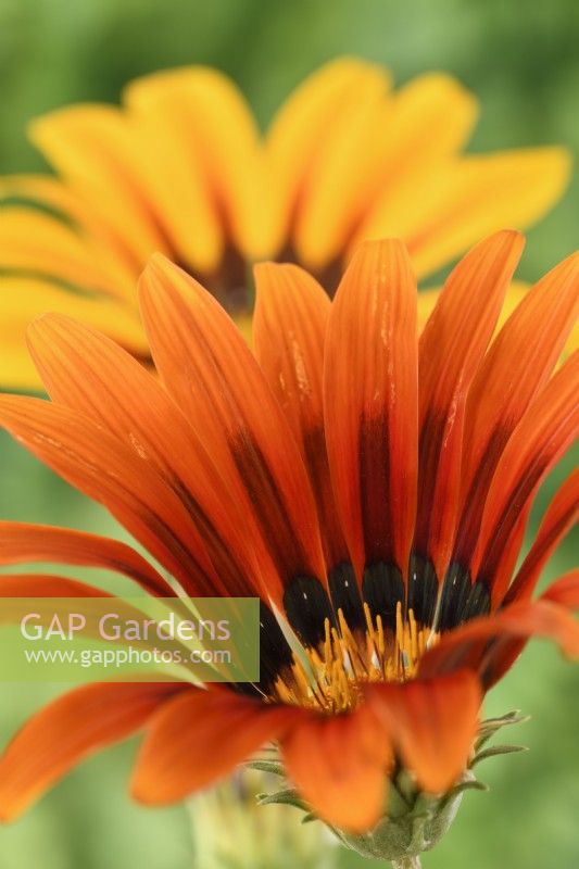 Gazania  Tiger Stripes Mixed  Treasure flower  August