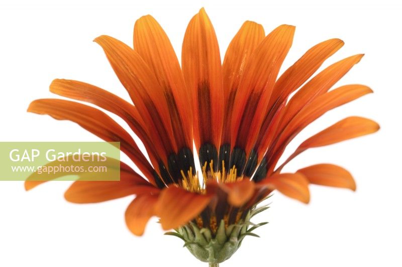Gazania  Tiger Stripes Mixed  Treasure flower  One colour from mixed  August