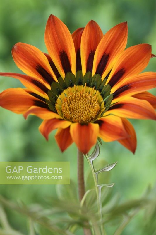 Gazania  Tiger Stripes Mixed  Treasure flower  One colour from mixed  September