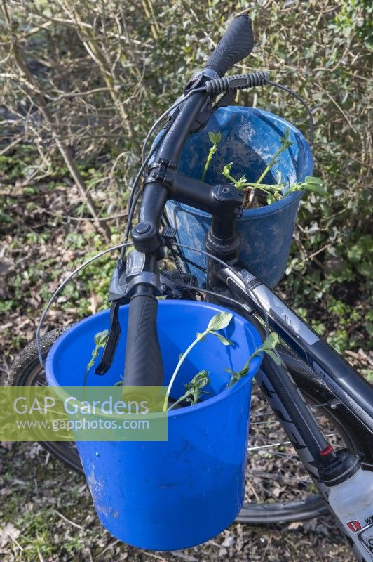 Gardening - for those relying on peddle power transporting seedling undamaged from home to the allotment presents a challenge. In this case is simply found in the high sides of plastic buckets which protect the stems as they are cycled to be planted. 