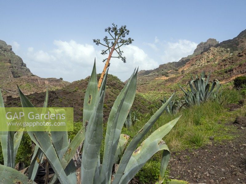 Agave americana plants growing wild in Tenerife, Canary Islands February 