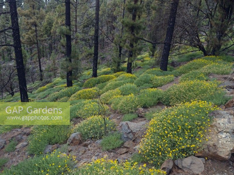 Native Canarian pine forest Pinus canariensis with Tenerife bird's foot trefoil Lotus campylocladus in flower February Tenerife