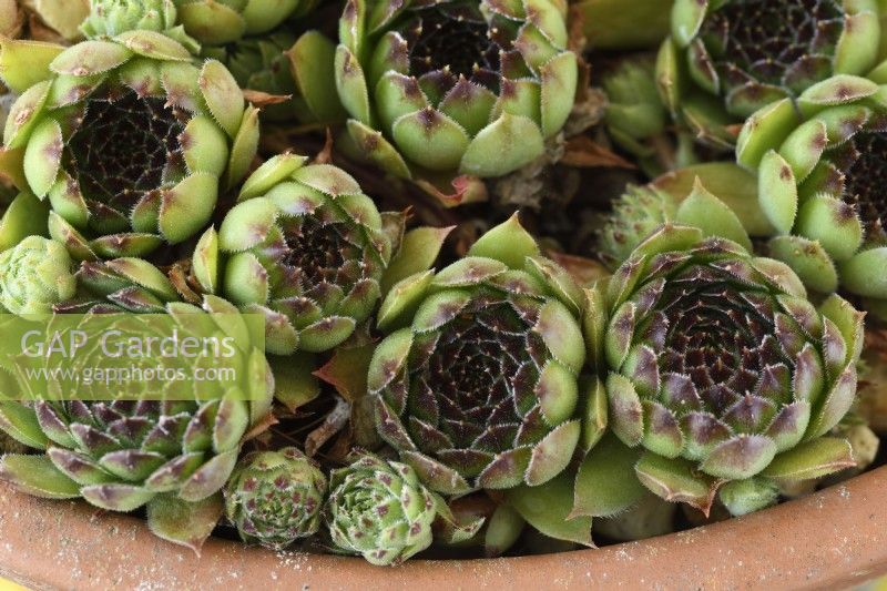 Sempervivum  'Star Sirius'  Houseleek growing in terracotta pot  July
